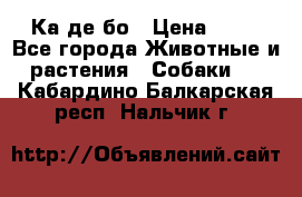 Ка де бо › Цена ­ 25 - Все города Животные и растения » Собаки   . Кабардино-Балкарская респ.,Нальчик г.